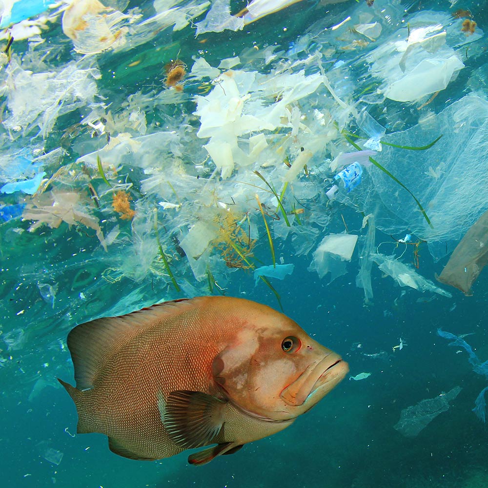 An orange fish swims in the ocean amidst plastic particles and floating trash.