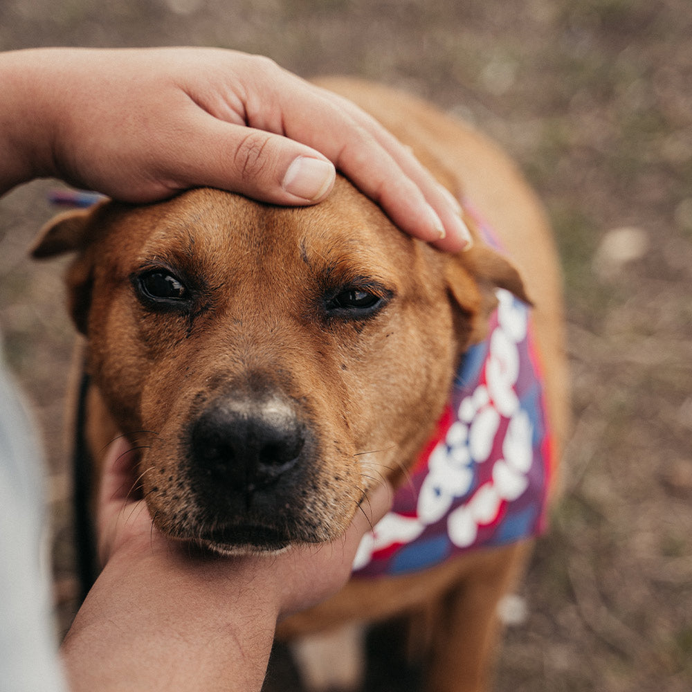 Stop Known Animal Abusers From Ever Harming Another Pet