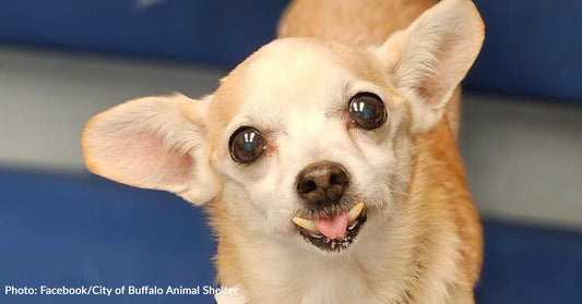 NY Shelter Dog With "Colossal Toofers" And Adorable Smile Needs A Home