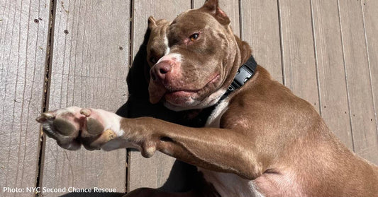 Senior Dog About To Give Birth Rescued From Overcrowded Shelter Just In Time