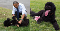 On the left, a man in a tie plays with two black dogs on grass; on the right, a curly black dog rests on grass.