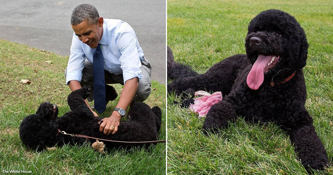 On the left, a man in a tie plays with two black dogs on grass; on the right, a curly black dog rests on grass.