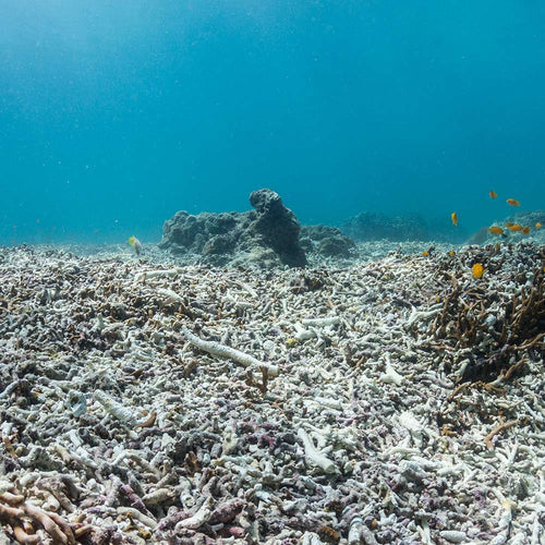 A damaged coral reef is covered with broken, bleached coral rubble as a few small fish swim through the clear blue water.