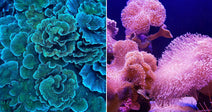 On the left, teal and blue coral formations cluster densely underwater; on the right, pink and purple soft corals sway in a dimly lit aquarium tank.
