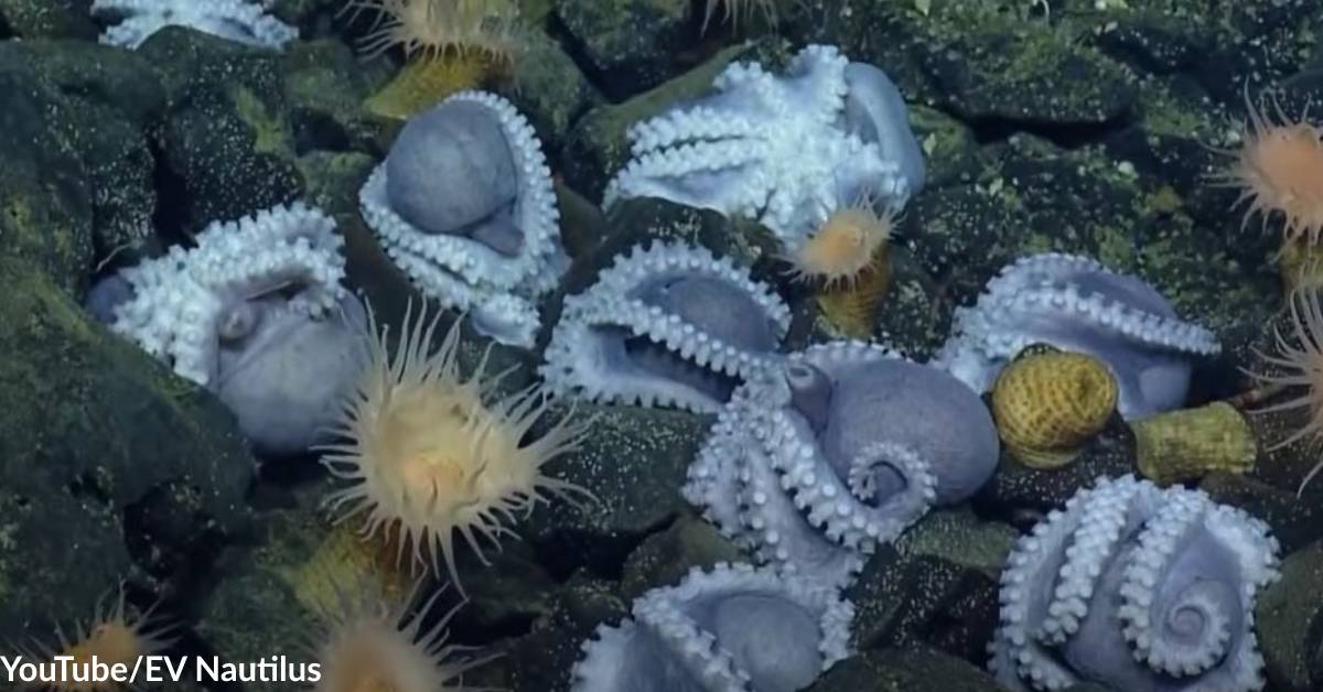 Octopus Spring Thousands of Octopus Moms Are Using Geothermal Springs as Egg ...