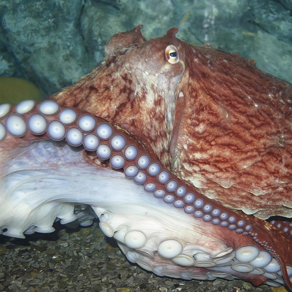 End Dangerous Touch Tanks And Send This Octopus To A Sanctuary