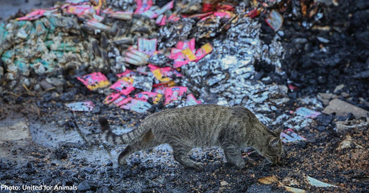 Missile Strikes Ukraine Shelter Killing Animals and Destroying Pet Food Supply