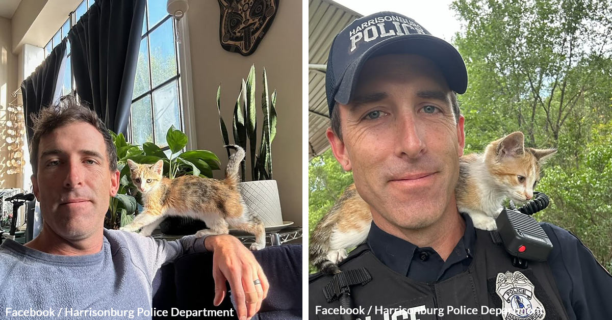 Police Officer Rescues and Adopts Kitten That Was Thrown From Vehicle ...