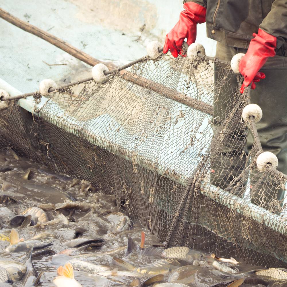 Demand Independent Science Before Industrial Fish Farms Take Over Our Oceans