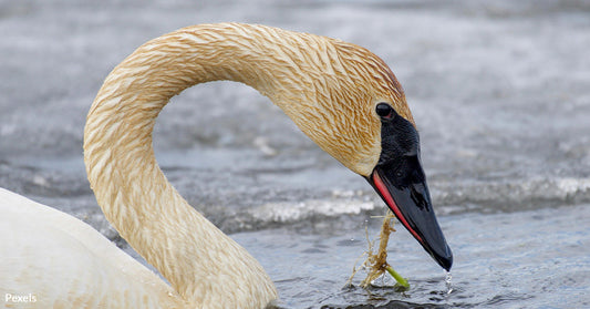 Ohio Triumphs in Wildlife Conservation as Trumpeter Swan Soars Off Threatened List