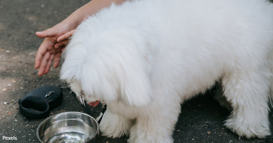 Are Ice Cubes Safe For Dogs To Eat?