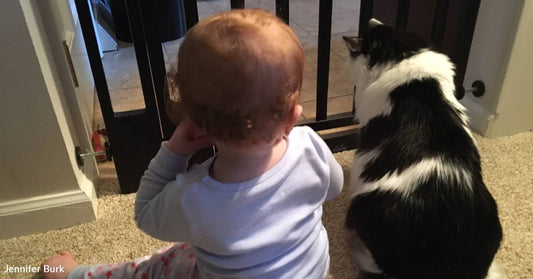 Pet Cat 'Adopts' New Baby, Tries to Teach Her How to Crawl