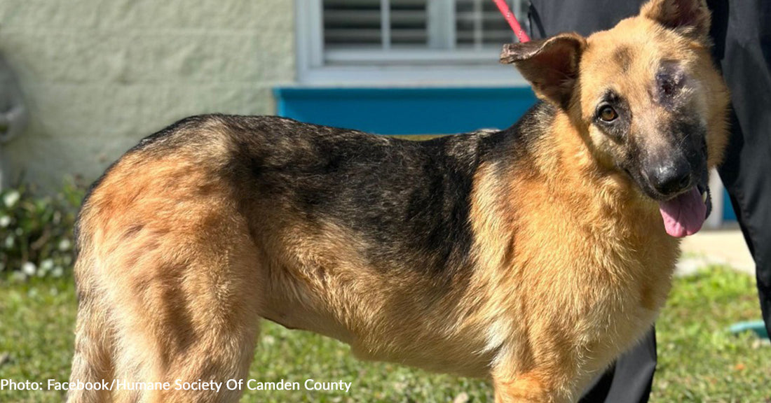 Neglected One-Eyed Dog With Heart Of Gold Finds Loving Home