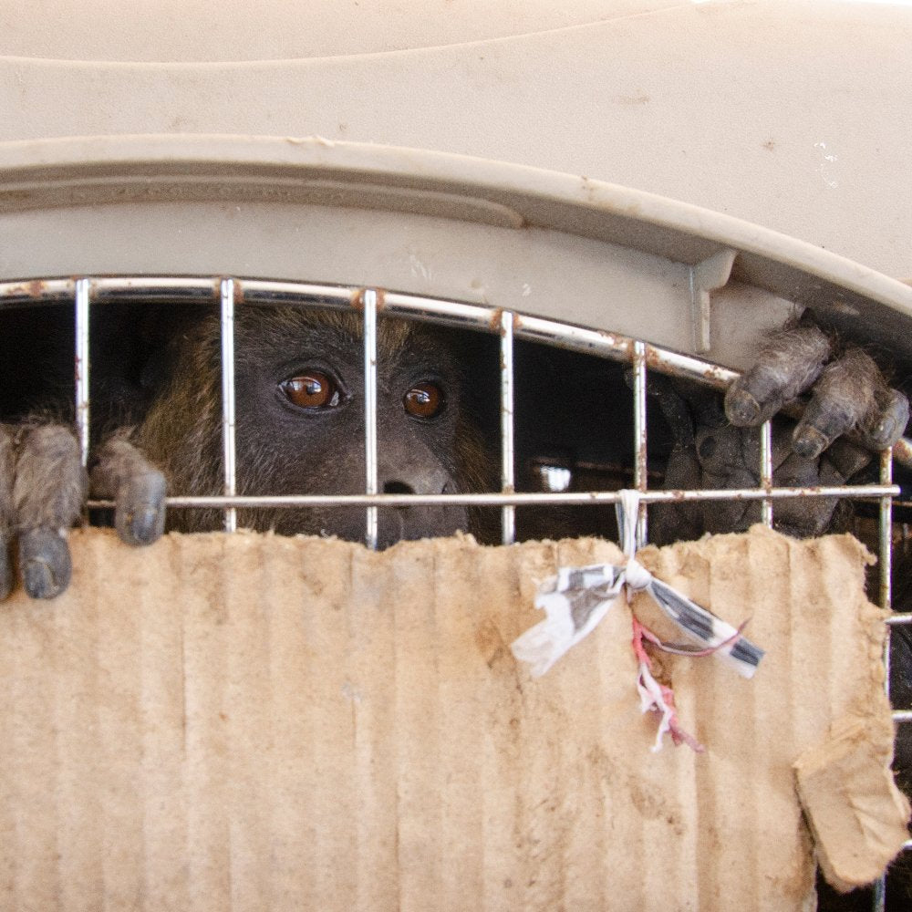 Stop Online Platforms From Enabling the Illegal Wildlife Trade