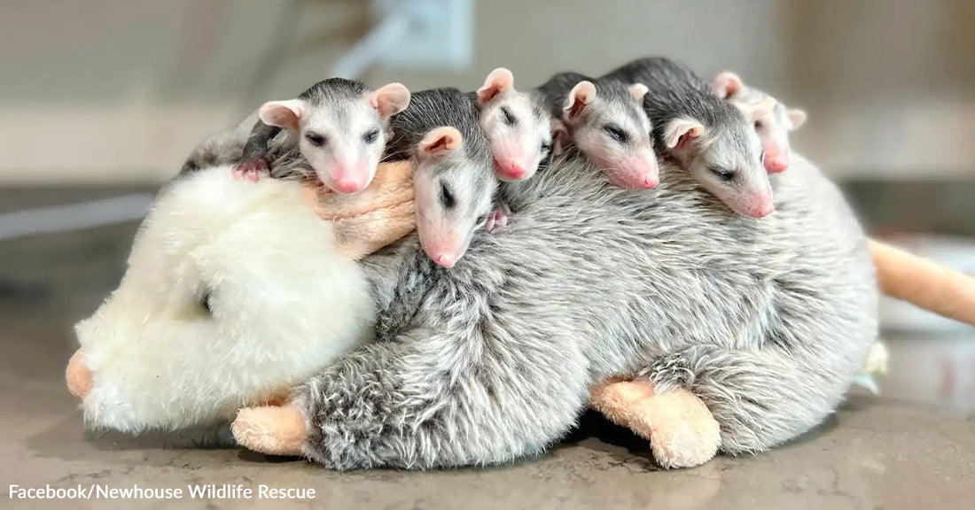 Opossum Litter Survives Heartbreak With A New ‘Mom,’ They Just Don't Know She Isn't Real
