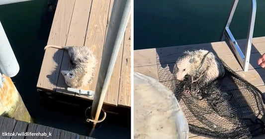 Opossum curled up on a wooden dock beside the water, with a second image showing the opossum safely contained in a net during rescue.