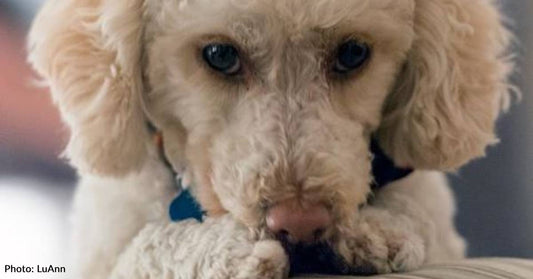 Stray Dog Endears Himself to Stranger By 'Playing Possum' When She Greets Him