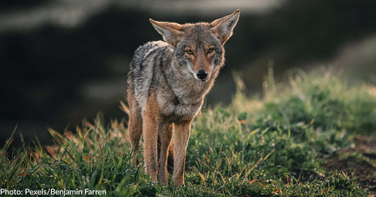 Oregon Bans "Barbaric" Wildlife Killing Contests