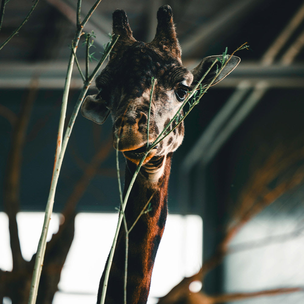 Shut Down Roadside Zoos That Let Animals Starve and Suffer