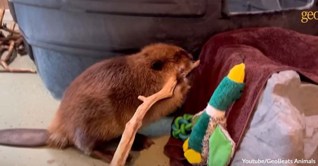 Play and Organize: The Life of the Intelligent Beaver, Nibi