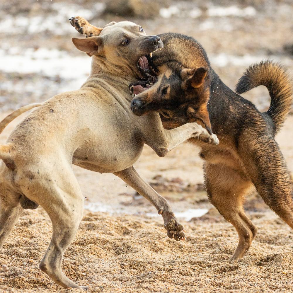 Two dogs wrestle and snap at each other on a sandy beach, mid-air in an intense play fight.