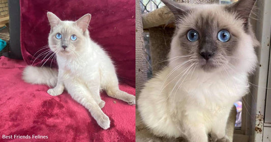 Malnourished Kitten with Fragile, Undeveloped Bones Transforms After Being Rescued