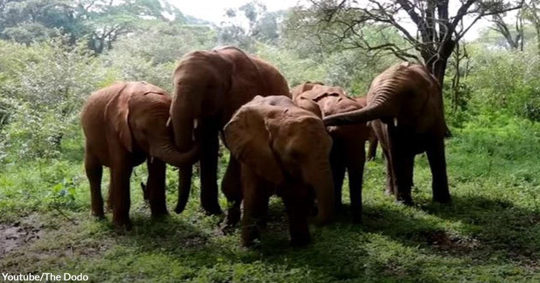 An Orphaned Young Elephant Finally Found a New Home and The Perfect Life Companions