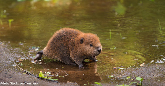 Orphaned Baby Beaver Is Stealing Hearts At Wildlife Rescue