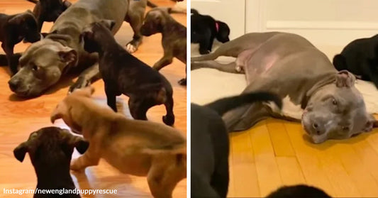 Gray adult dog lying on a wooden floor while several puppies gather around her. Gray adult dog stretched out on the floor surrounded by puppies in a home setting.