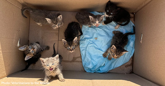 12 Orphaned Kittens Survive Thanks To Donated Milk Replacement That You Helped Supply