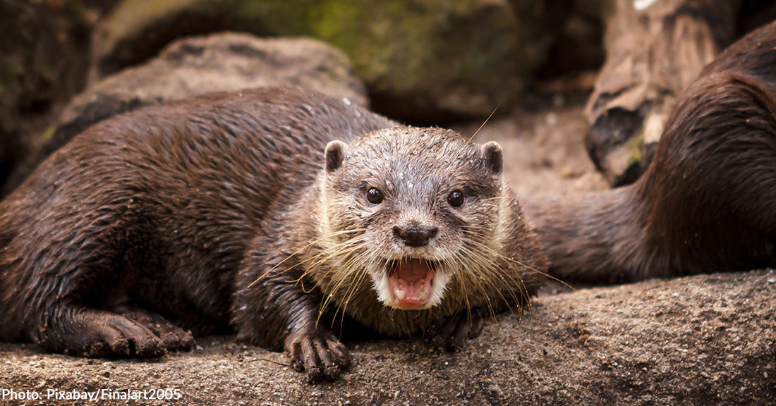 otter with mouth open looking at camera