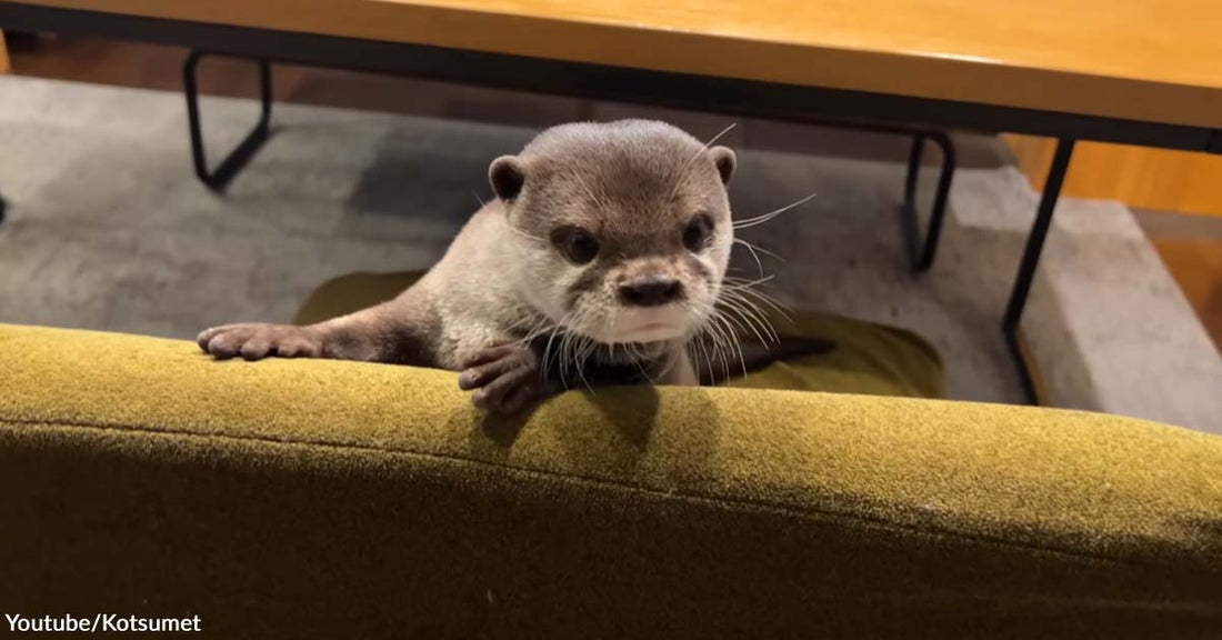 The Daily Indoor Life of An Otter Whenever Dad Is Away