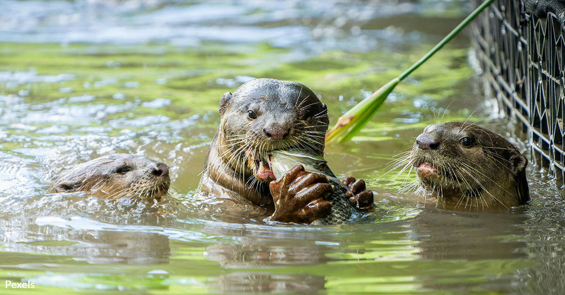 Sea Otters Return to Oregon After a Century of Extinction