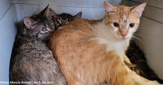 Over 20 Cats Found Living in Squalor and Eating Trash After Being Abandoned by Owners