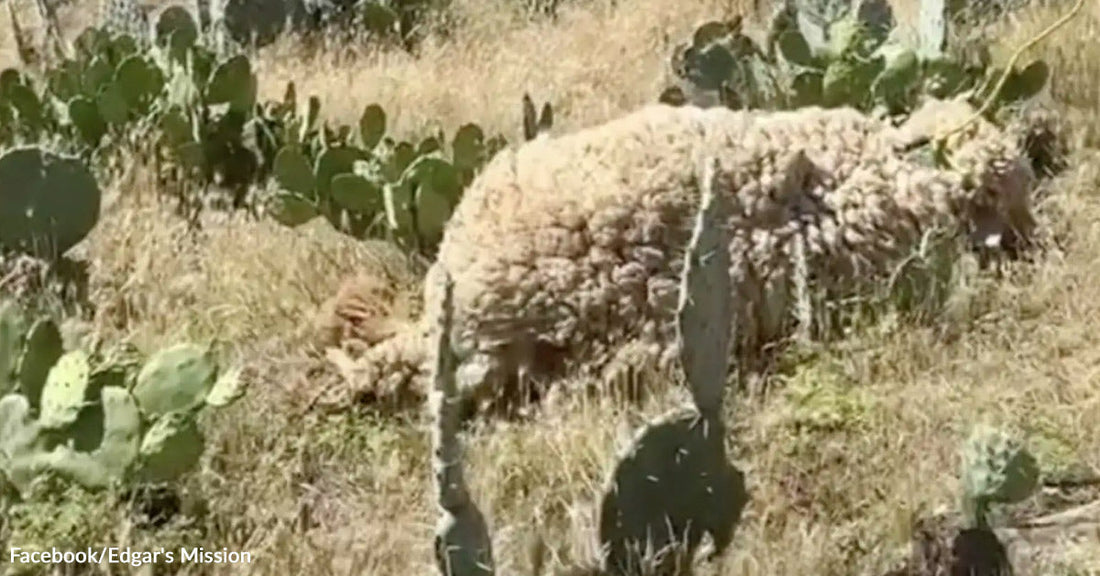 A heavily overgrown sheep walks through dry grass and cactus plants in an outdoor field.