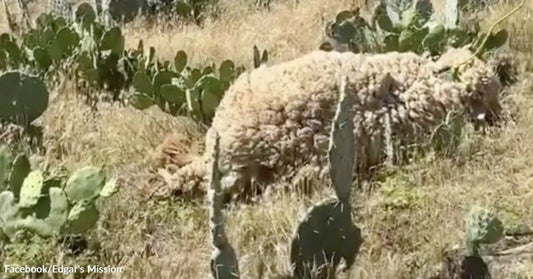 A heavily overgrown sheep walks through dry grass and cactus plants in an outdoor field.