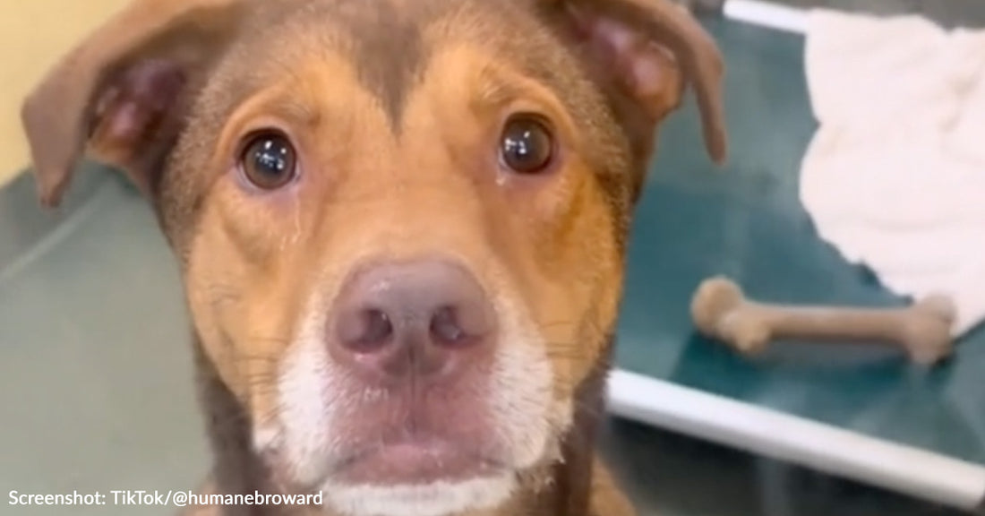 Overlooked Dogs At Florida Shelter Give "Puppy Eyes" To Everyone Who Passes By To Capture Their Attention