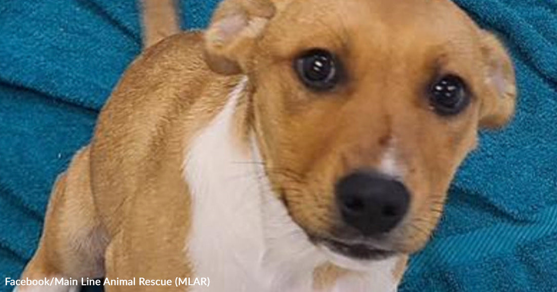 A small tan dog with wide eyes sits on a blue blanket looking directly at the camera.