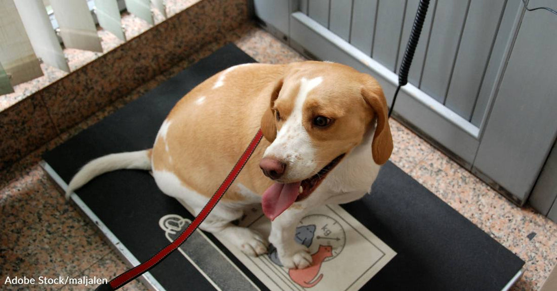 Is Your Pet Overweight? Here's How to Tell