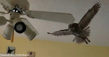 Owl mid-flight indoors with wings spread wide, flying close to a ceiling fan in a yellow-walled room.