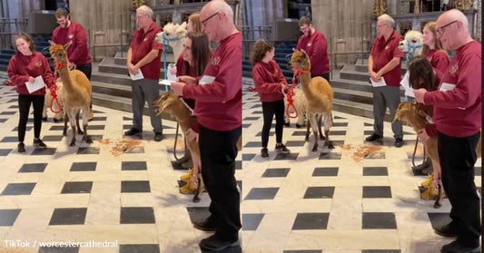 Goat Sings its Heart Out in Viral Video From Animal Blessing Event