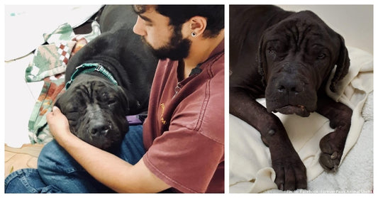 This Dying Dog Was Cruelly Dumped By His Owners. Now Rescuers Seek A Foster Family To Show Him Love In His Final Days