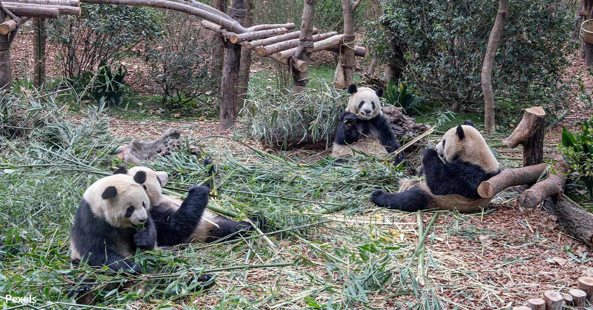 The Power of Pandas — China's Diplomatic Strategy and Conservation ...