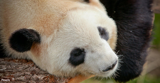 Chinese Zoo Disguises Dogs as Pandas in Deceptive Exhibit