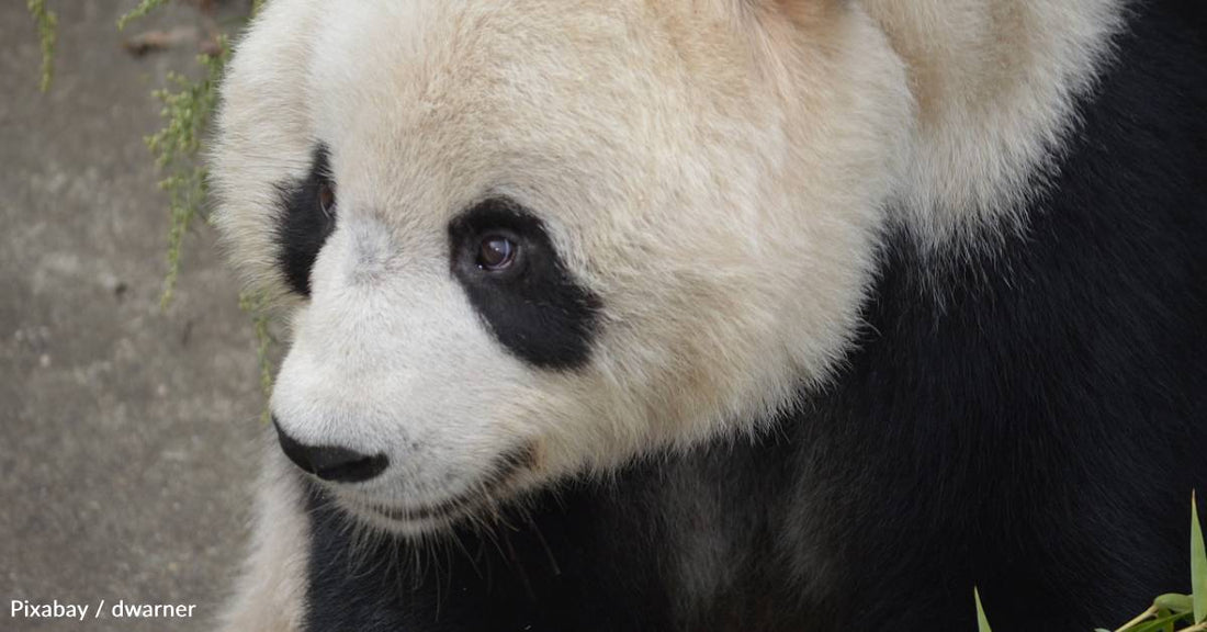 They Haven't Always Been Classified as Bears, and Other Interesting Facts About the Panda