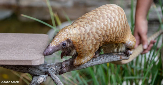 A World Famous Naturalist Calls Them 'Endearing', and More Facts About the Endangered Pangolin