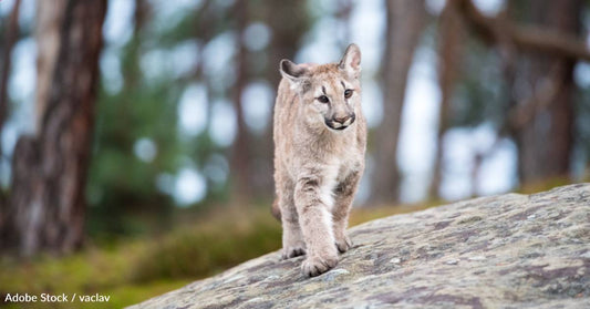 Florida Biologists Help Reunite Baby Panther with its Mother