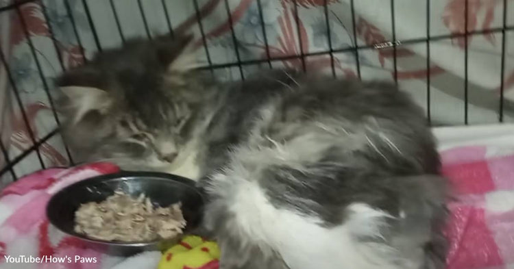 Cat Rescued From Sll Thanks to Volunteers, This Paralyzed Cat Was Rescued from a Life on the ...