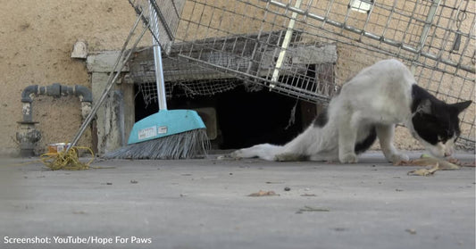 Paralyzed Stray Cat Walks Again After Being Rescued Off The Street