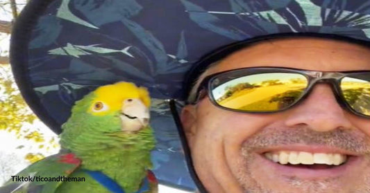 Maniacal Parrot to Owner: Stop Your Work and Pay Attention to Me!